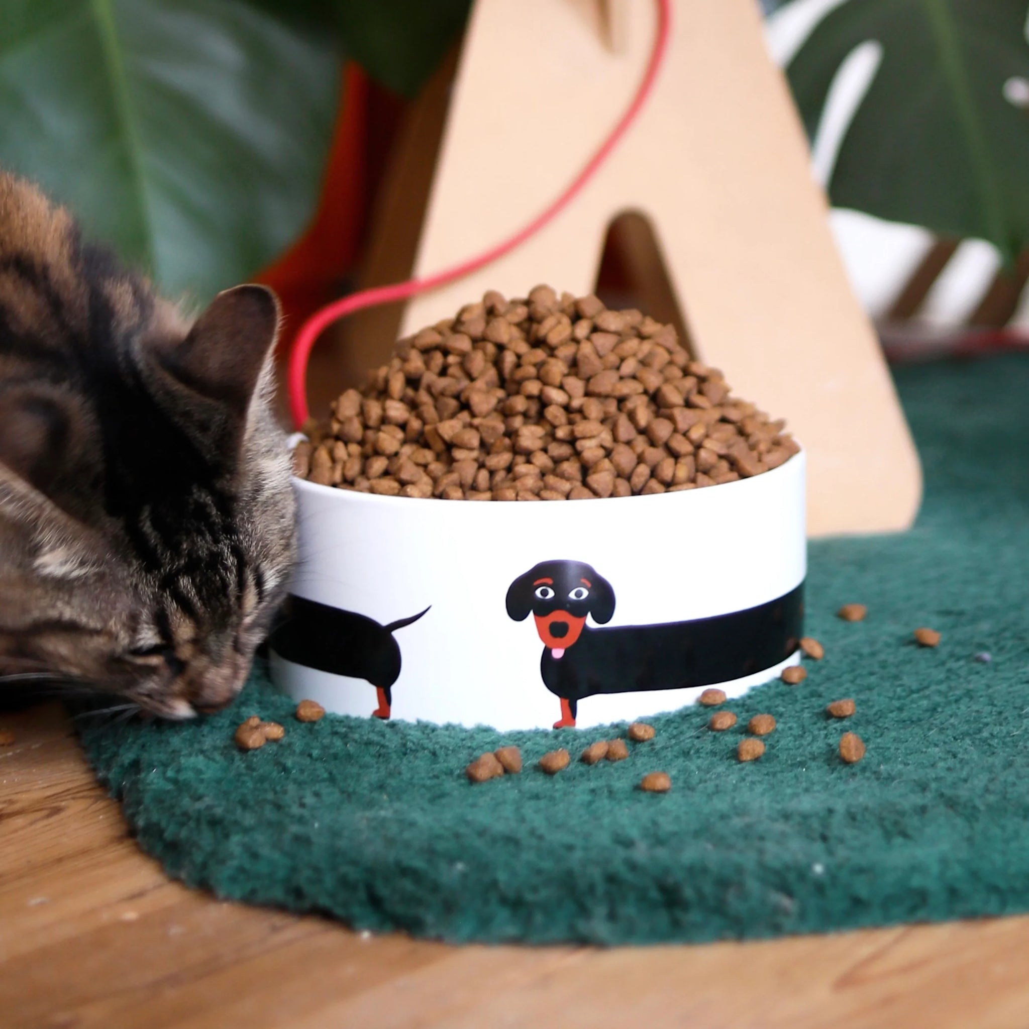 Dachshund Bowl x Thomas Gravereau